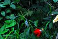PASSIFLOR miniata. Amérique du sud. Passifloraceae